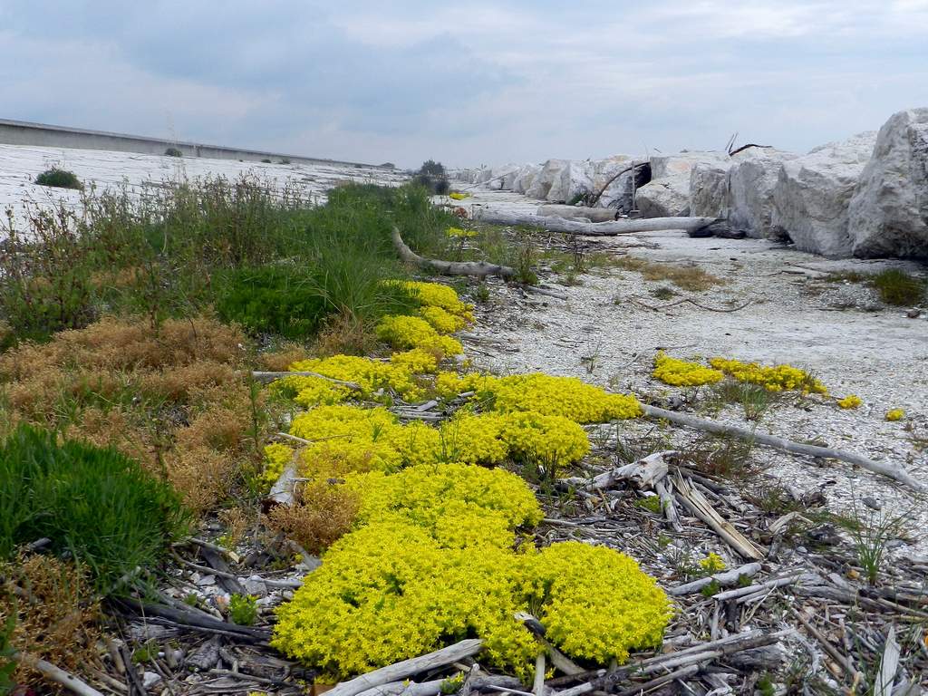 Sedum acre